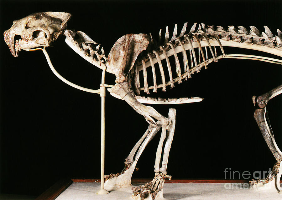 Prehistoric Photograph - Hoplophoneus Primaevus by Science Source