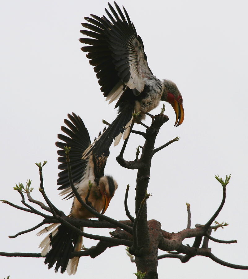 Hornbill Photograph - Hornbill Courtship by Bruce J Robinson