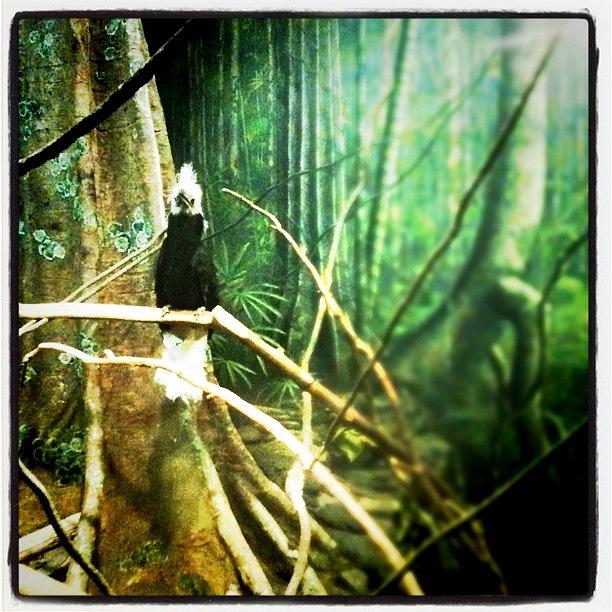 Zoo Photograph - Hornbillionaire. #zoo by Jill Jankowski