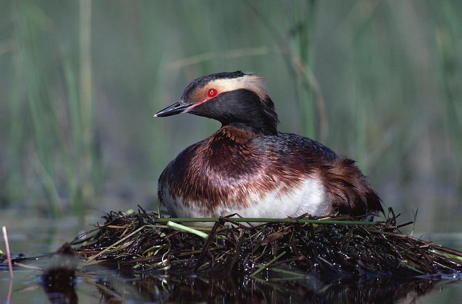 Horned Grebe Parent Incubating Eggs Photograph by Tim Fitzharris