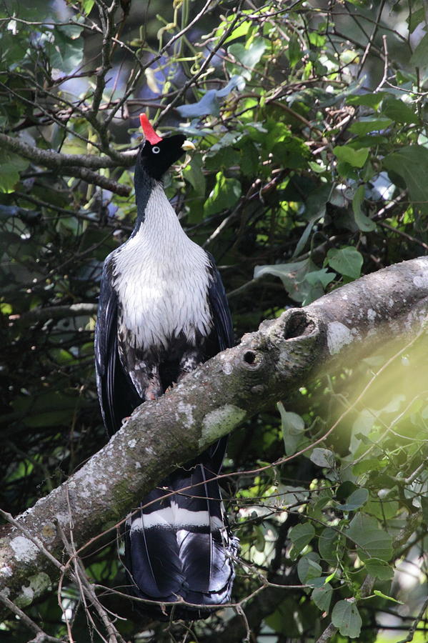 Horned Guan Photograph by Bruce J Robinson