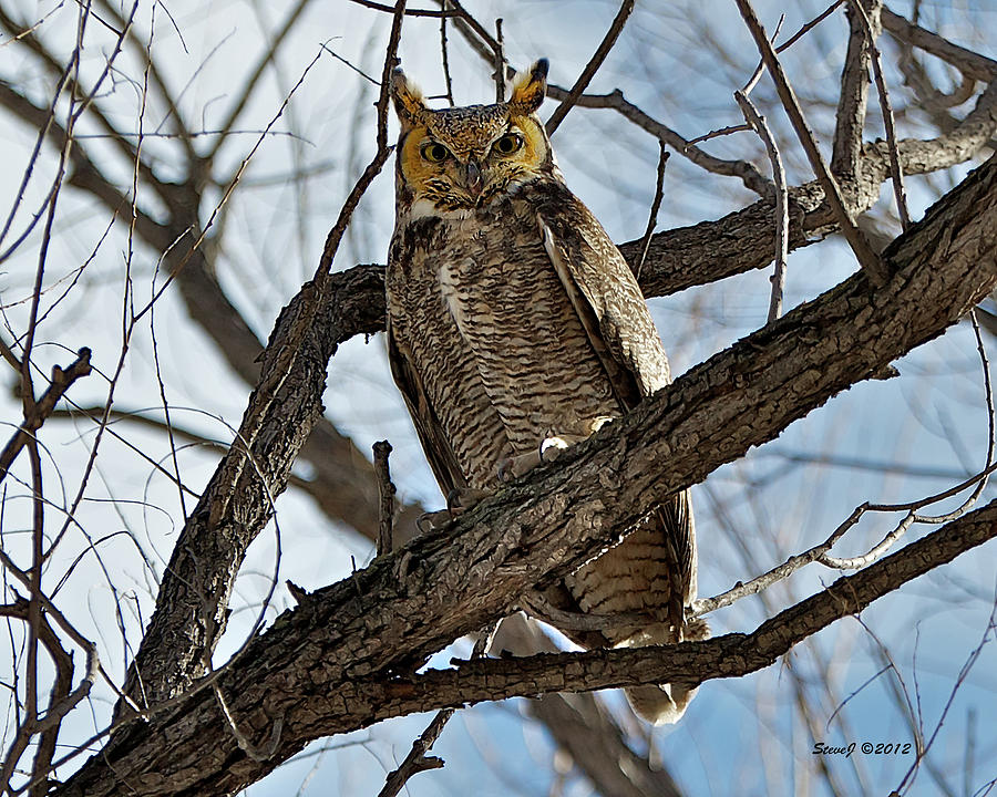 Horned Owl in Tree Photograph by Stephen Johnson