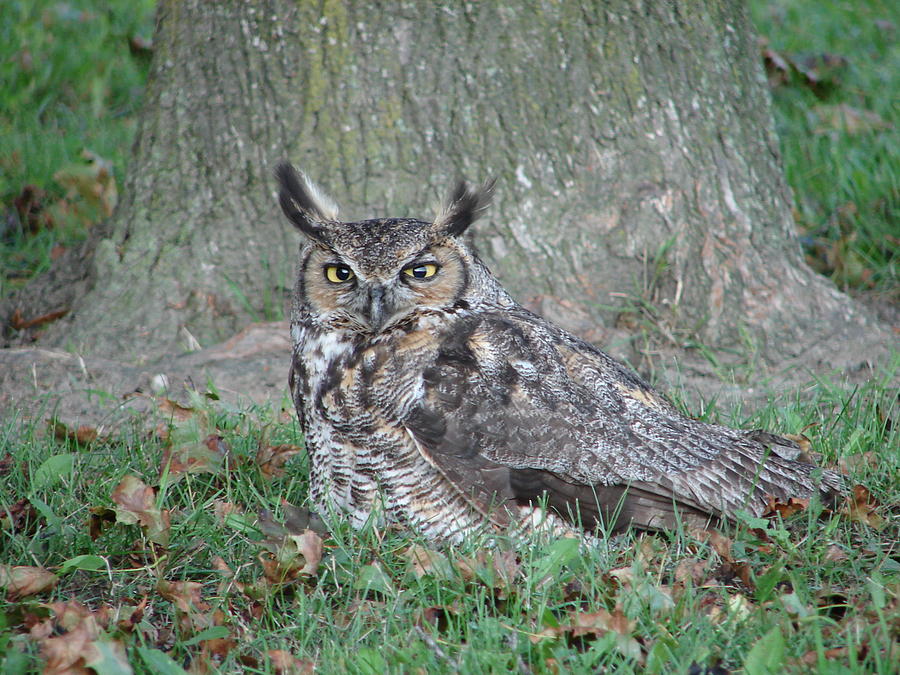 Horned Owl Photograph by Randy J Heath