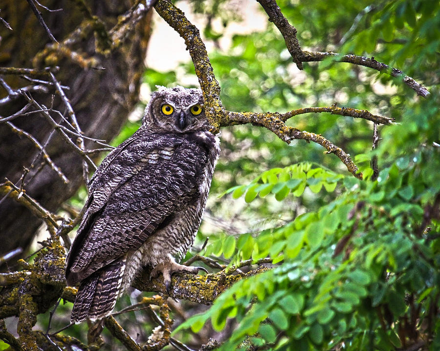 Owl Photograph - Horned Owl by Steve McKinzie