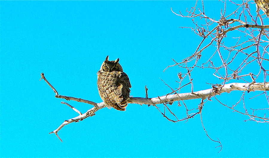 Horned Owl Taking a Nap Photograph by Eric Tressler