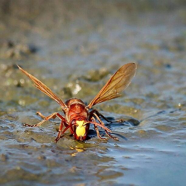 Insects Photograph - #hornet by Avi Dvilansky
