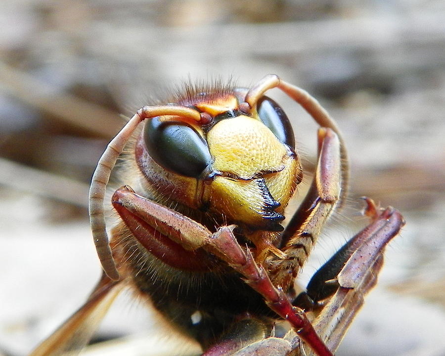 Insects Photograph - Hornet by Chad and Stacey Hall