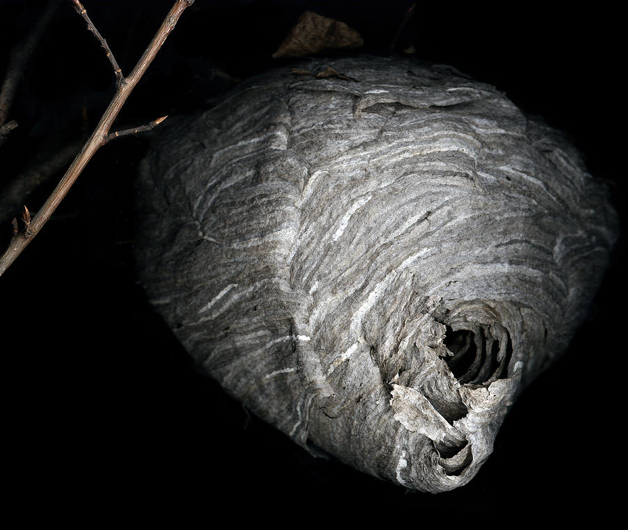 Hornet Nest Photograph by David Kleinsasser