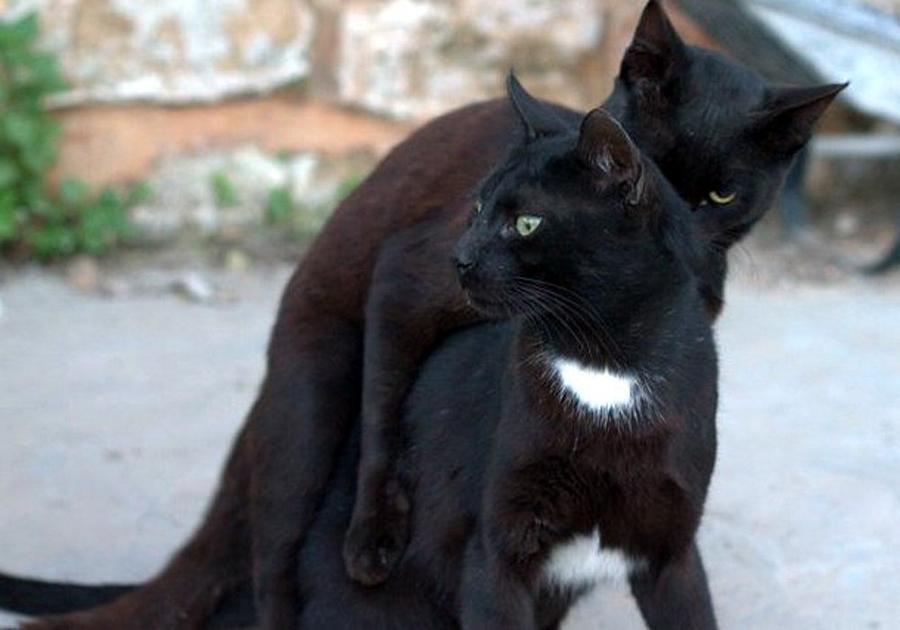 Horny Black Cat