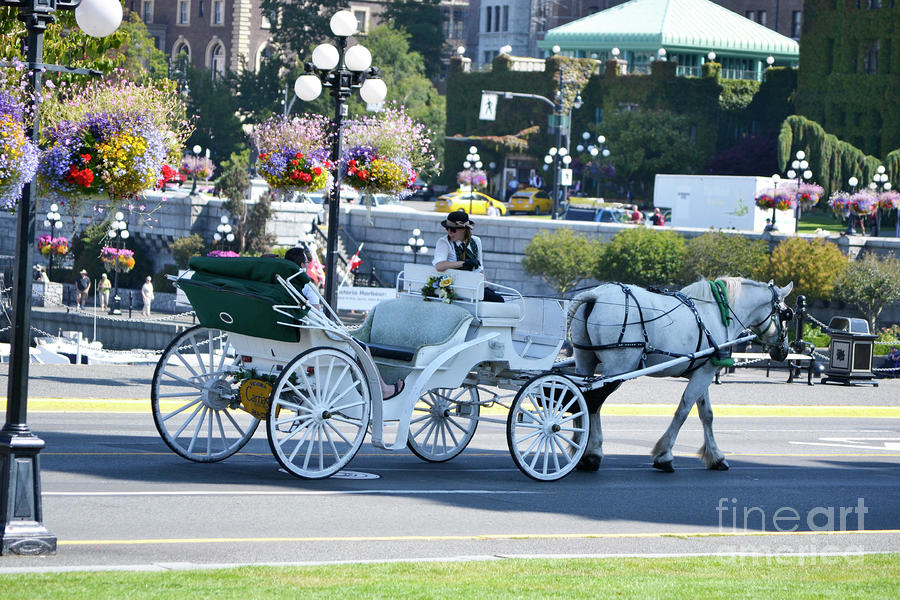 Horse and Buggy Photograph by Traci Cottingham