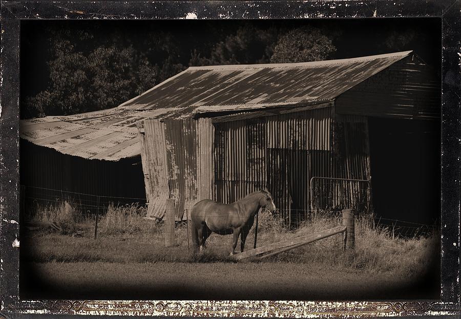 Horse and Old Barn Photograph by Fran Woods