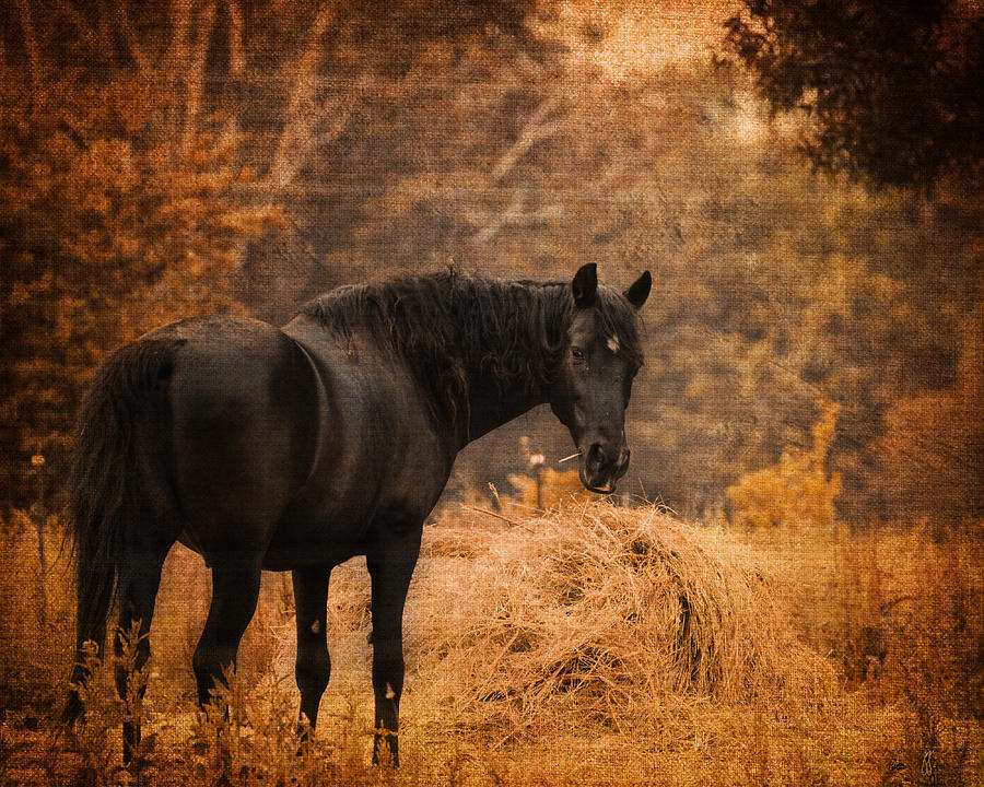 Horse and the Haystack Photograph by Jai Johnson