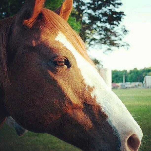 Summer Photograph - #horse #animal #summer #field #pretty by Amanda Schoonover