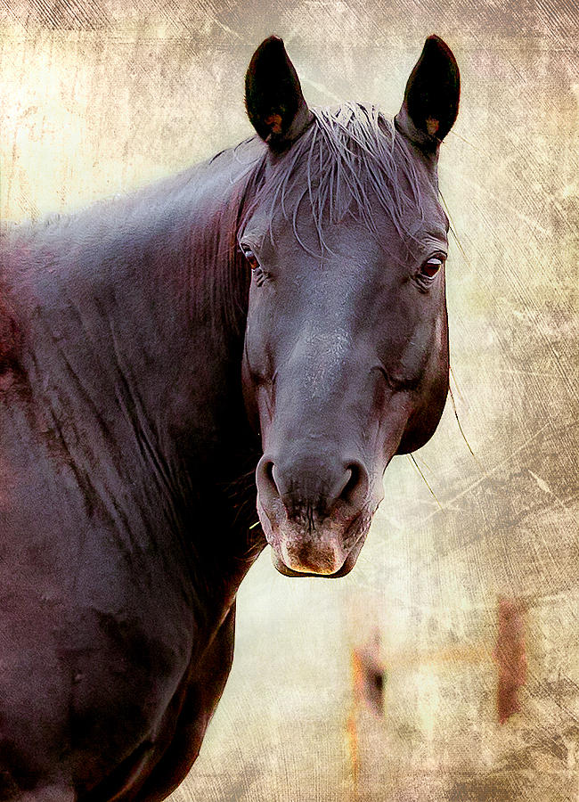 Horse  Photograph by Anna Rumiantseva
