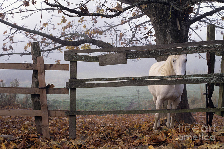 Horse at Fence Photograph by Jim Corwin and Photo Researchers