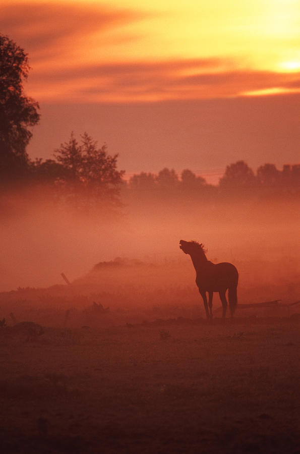 Sunset Photograph - Horse At Sunrise by John Foxx