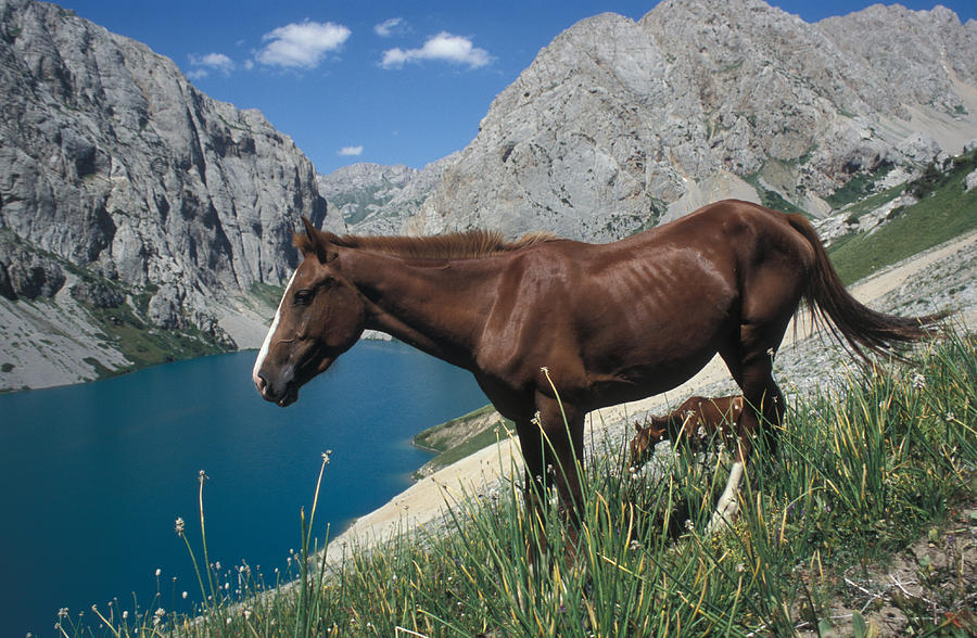 Хорс лейк. Лошадь Кыргызстан. Природа Кыргызстана лошади. Кыргызстан. Горы Кыргызстана лошади.
