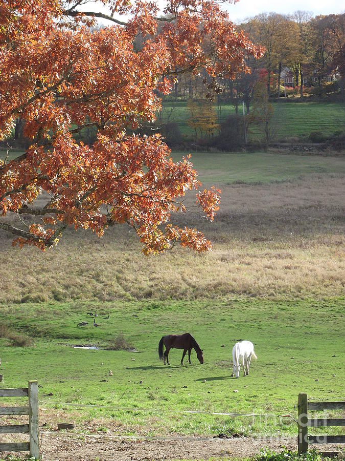 Horse Barn Hill Pasture Photograph by Michelle Welles