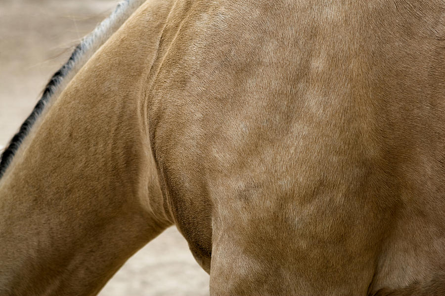 Horse Bending Neck Photograph by Lorraine Devon Wilke