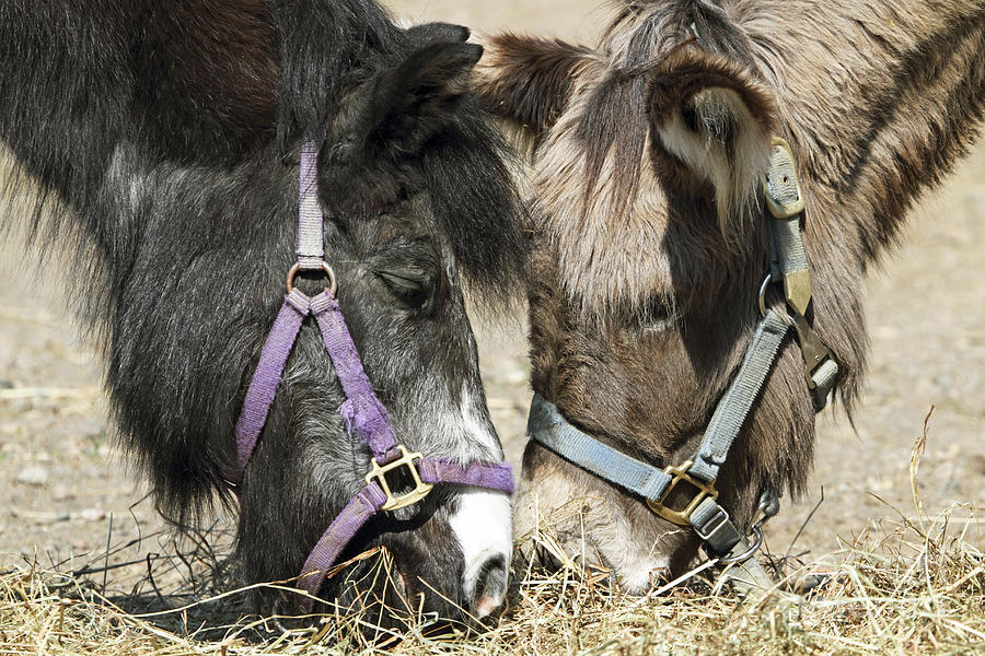 Horse buddies Photograph by John Van Decker