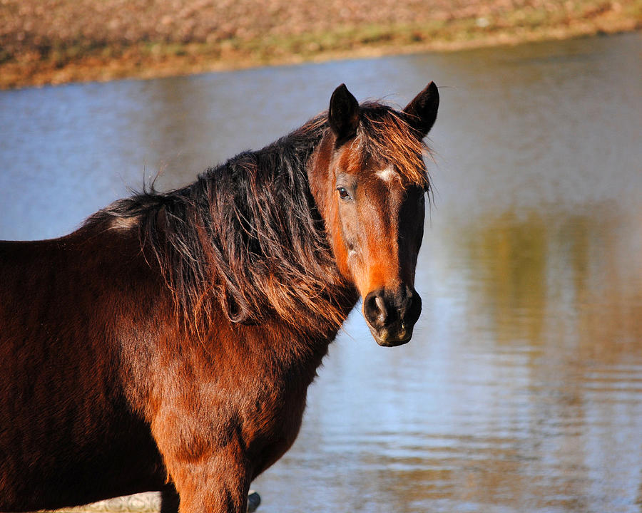 Horse By The Water Photograph by Jai Johnson