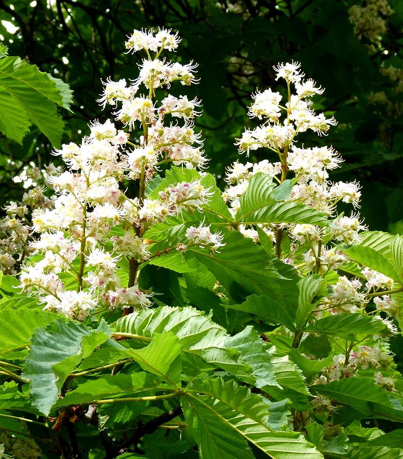Horse Chestnut Blossoms Photograph by Will Borden
