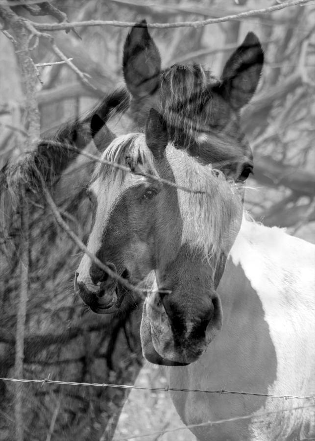 Horse Collage 2 Photograph by Rick Rauzi