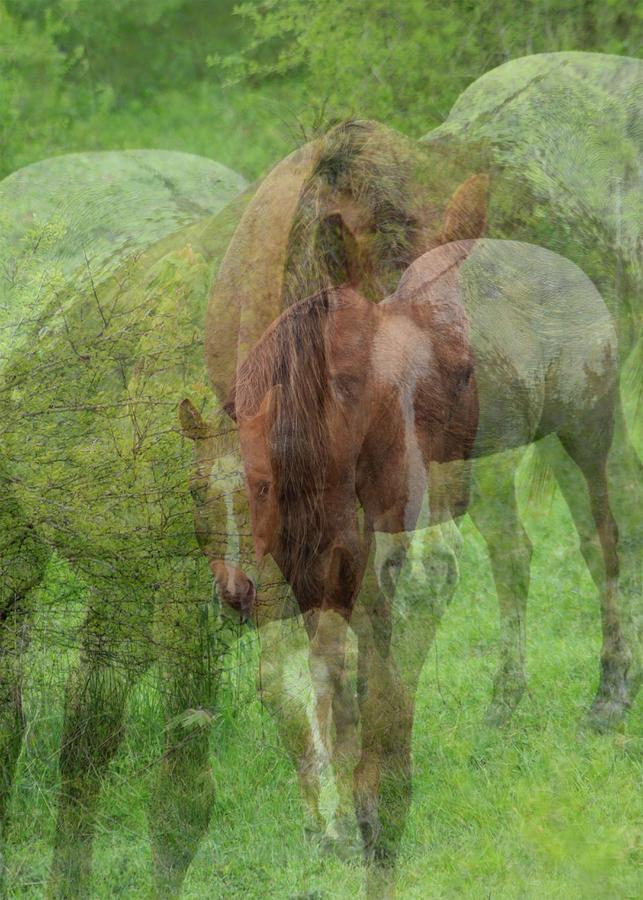 Horse Collage Photograph by Rick Rauzi