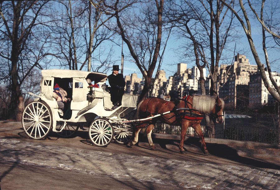Horse Drawn Carriage Central Park Photograph by Tom Wurl