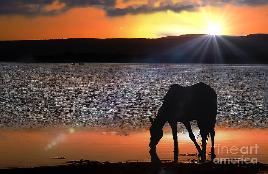 Horse Drinking Water  Photograph by John  Kolenberg