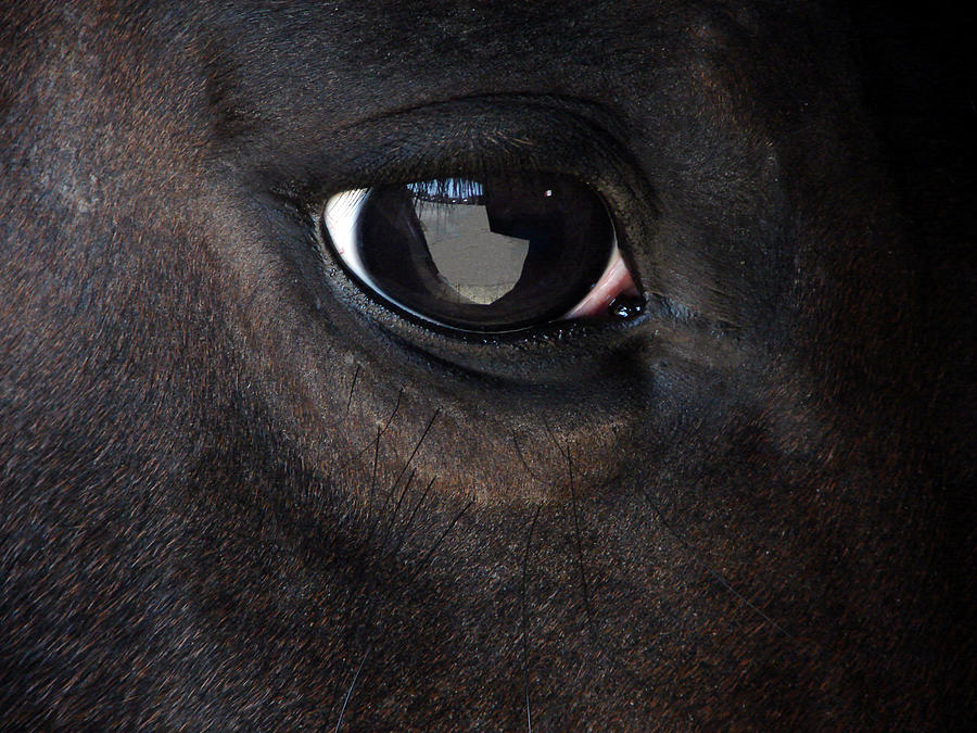 Horse eye Photograph by Brian Stevens