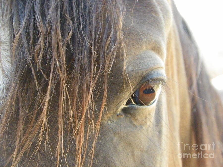 Horse Eye two Photograph by David Ackerson