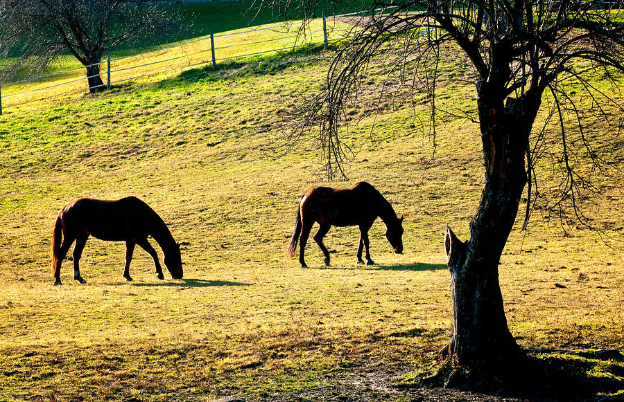 Horse Farm Photograph by Fred LeBlanc