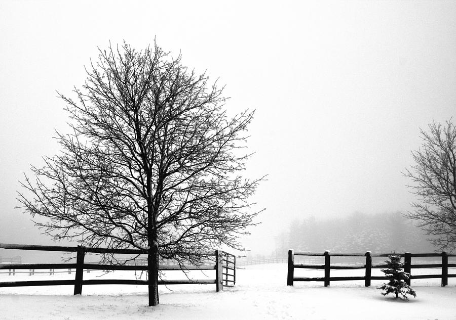 Horse Farm In The Winter Photograph by Nick Mares