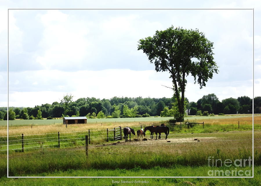 Horse Farm With Oil Painting Effect Photograph