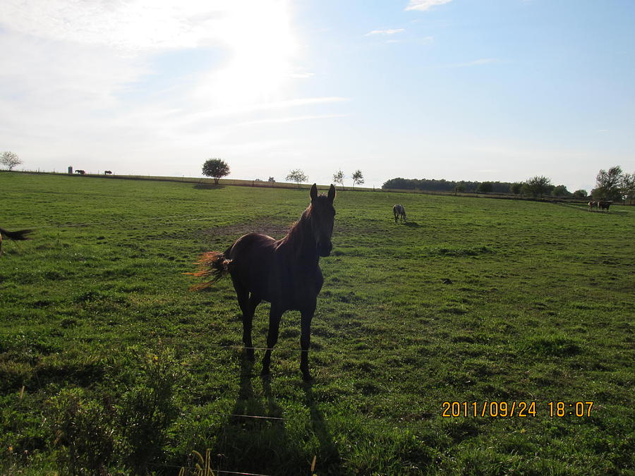 Horse Field Photograph