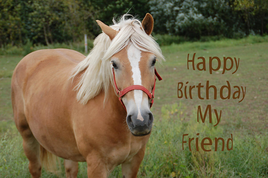 Horse Friend Birthday Photograph by Aimee L Maher ALM GALLERY