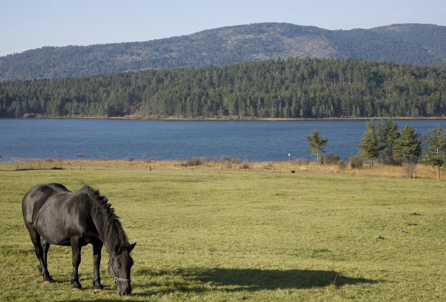 Horse grazing near Palsko Lake Photograph by Ian Middleton