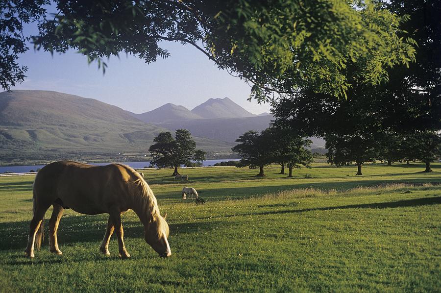 Nature Photograph - Horse Grazing On A Landscape by The Irish Image Collection 