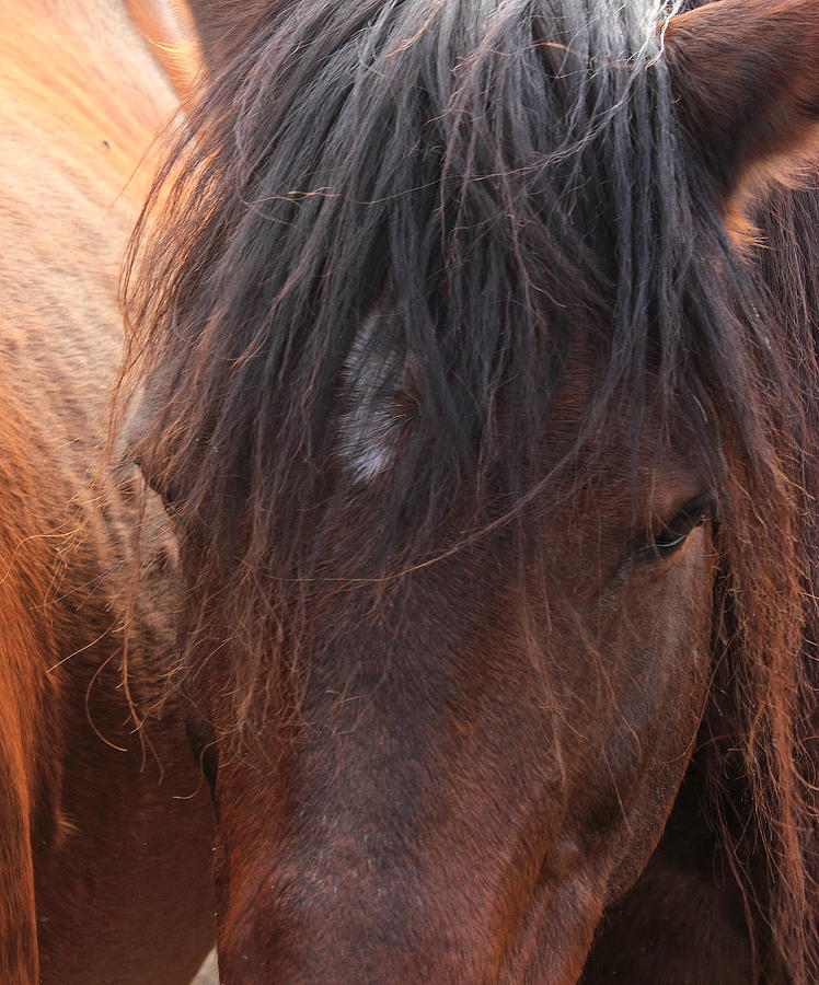 Horse Hair 2 Photograph by Jim Sauchyn