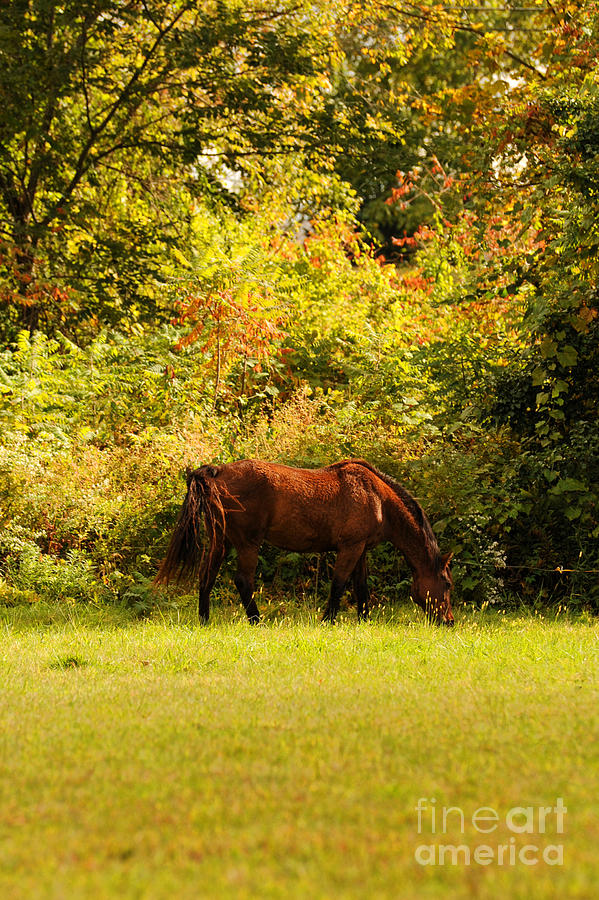 Horse Photograph by HD Connelly