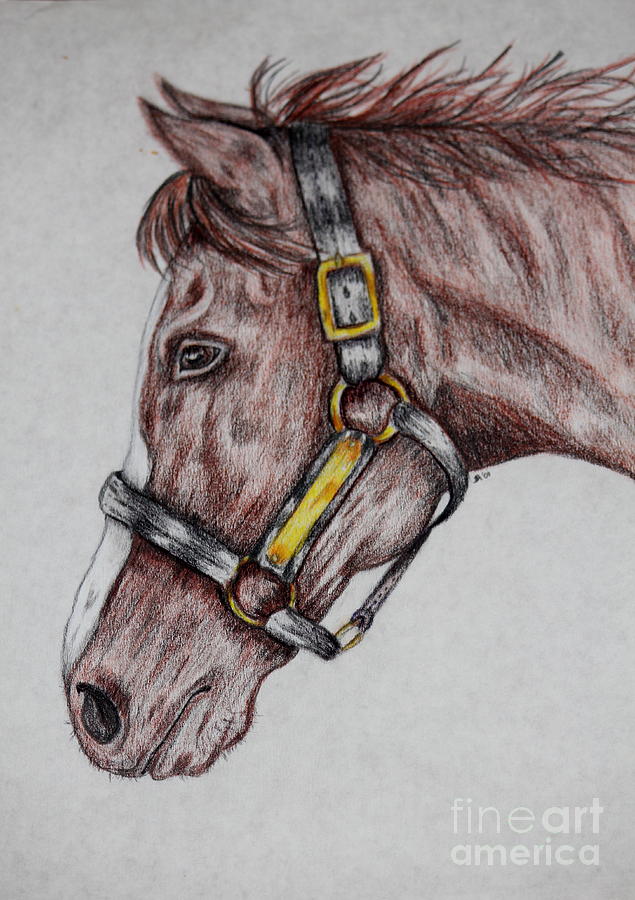 White Horse Grazing: Color Pencil Drawing of Horse