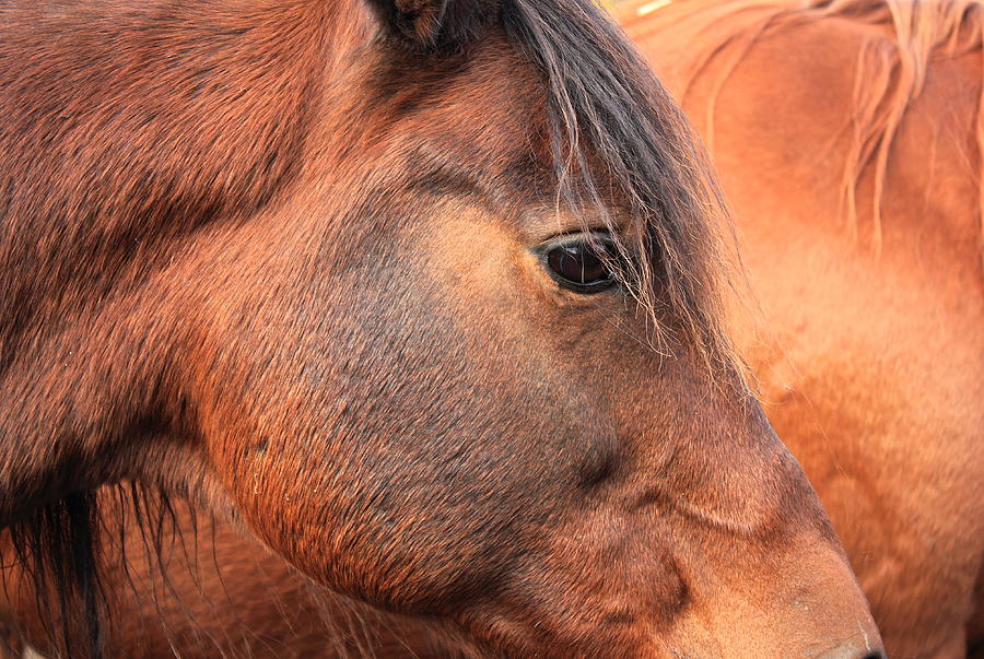 Horse Head Photograph by Jim Sauchyn