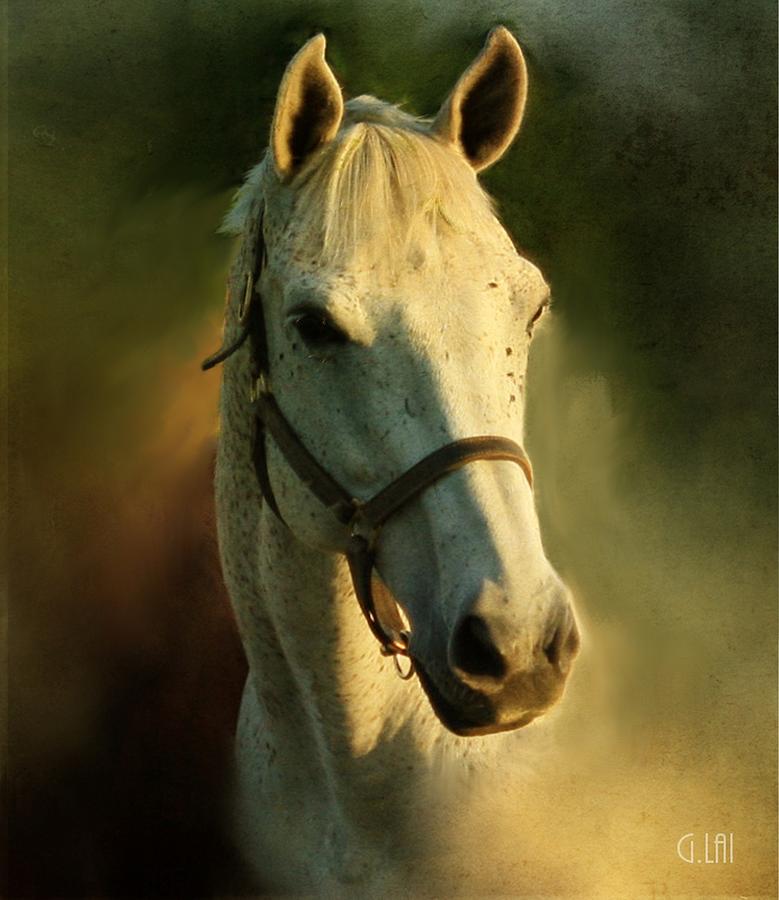 Horse Head Portriat Painting by Lai