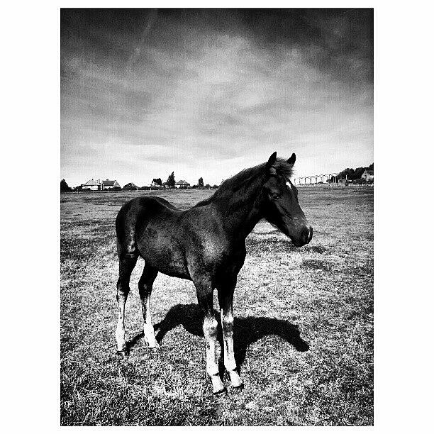 Horse Photograph - #horse #horses #foal #equestian #pony by Little Images