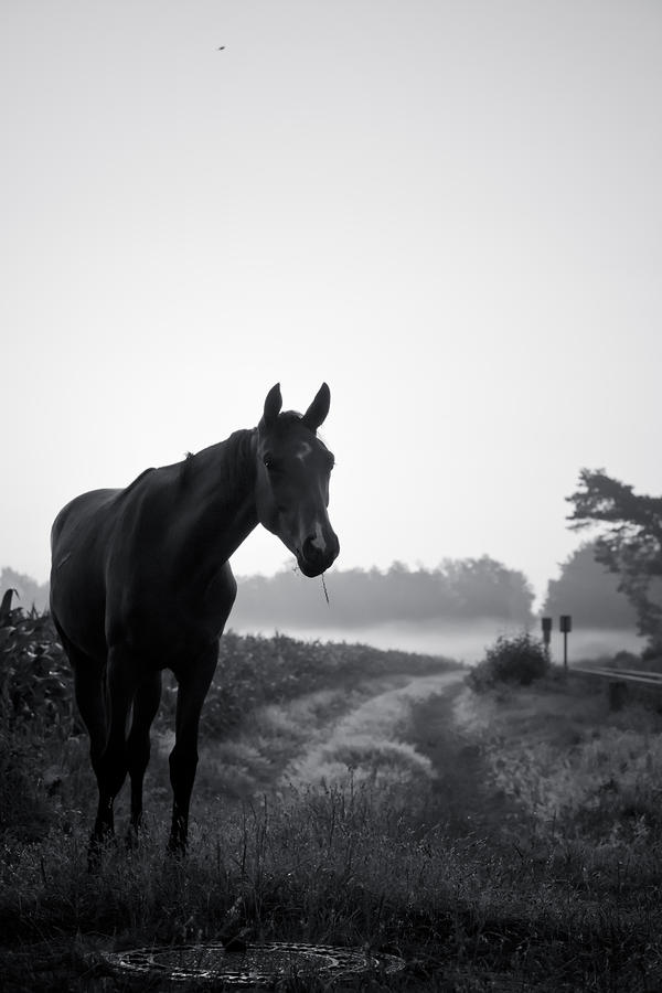 Horse in a German Field Early Morning 2 Photograph by Edward Myers