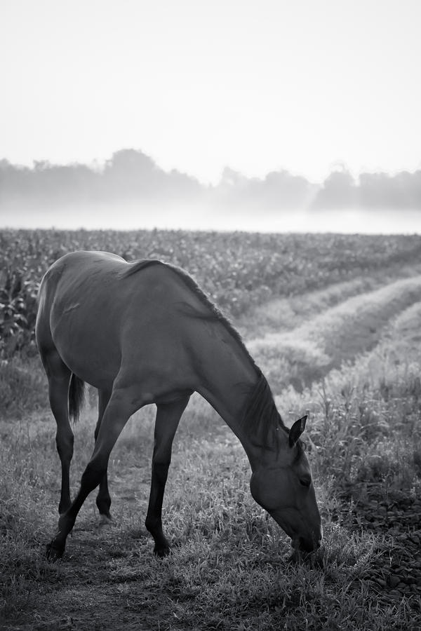 Horse in a German Field Early Morning 3 Photograph by Edward Myers