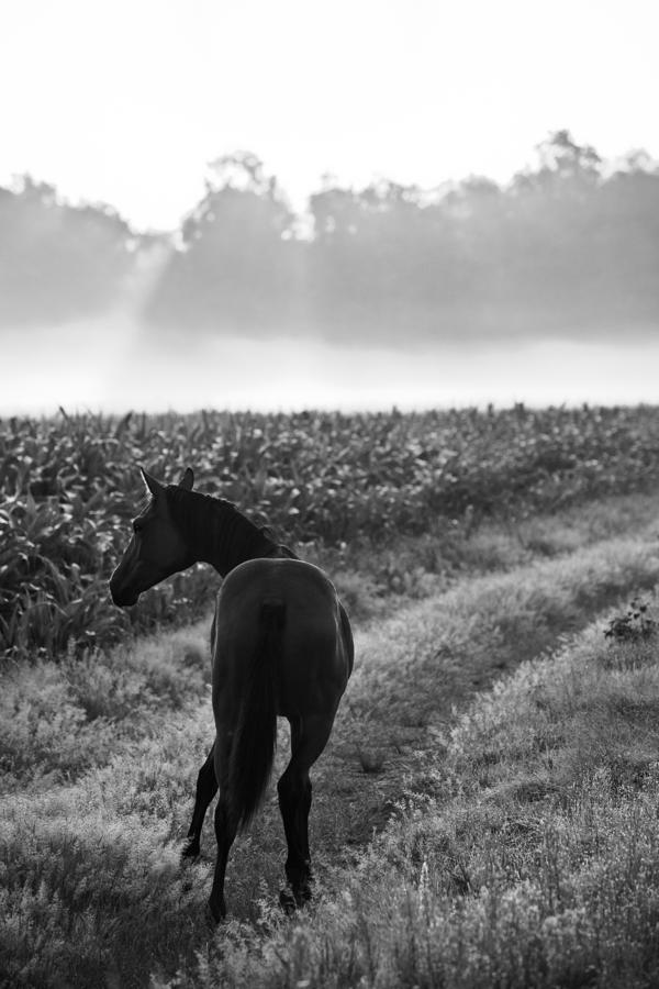 Horse in a German Field Early Morning 4 Photograph by Edward Myers