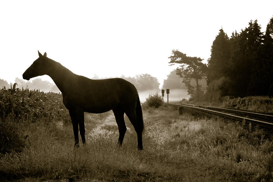 Horse in a German Field Early Morning Photograph by Edward Myers