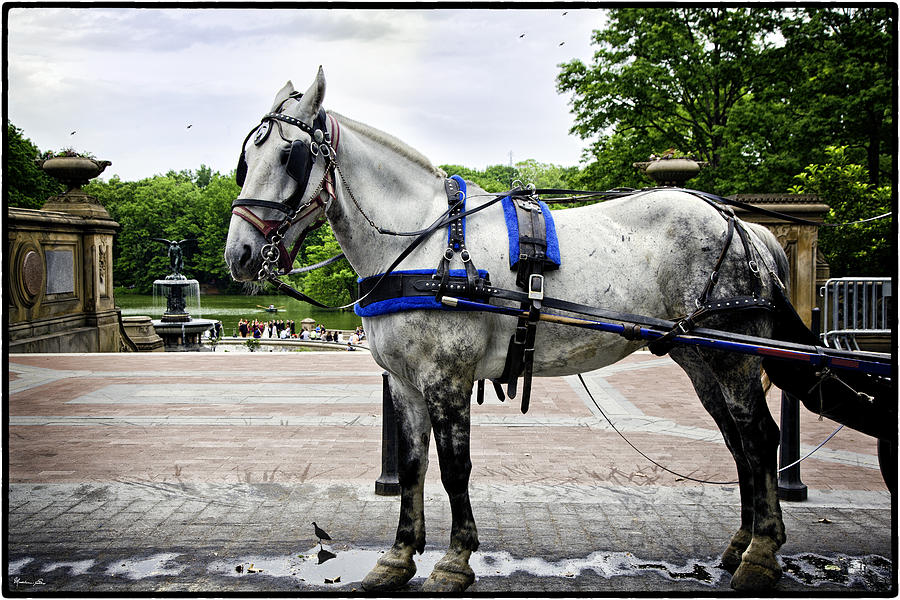 Horse in Central Park Photograph by Madeline Ellis